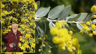 MIMOSA  10 SUPERBES ESPÈCES ORIGINALES ET SEMIRUSTIQUES À DÉCOUVRIR Le Quotidien du Jardin N°336 [upl. by Eenaj]