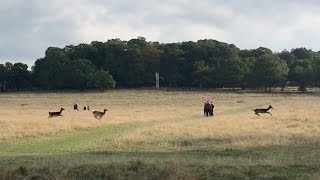 Pablo chasing deer in Richmond Park hoping to see Fenton [upl. by Hartwell273]