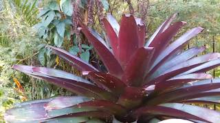 Giant Bromeliad Grew Bigger Than Me Look inside [upl. by Ziegler]