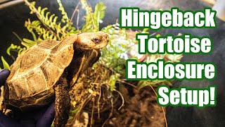 How To Set Up A Homes Hingeback Tortoise Enclosure [upl. by Aicnilav]