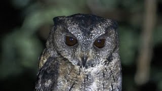 Indian Scops Owl Call🦉 birds wildlife birdnet nature birdsounds birdcall birdcalling owl [upl. by Coppola]