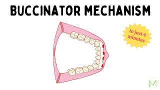 Buccinator mechanism  In 4 minutes  Orthodontics  Medinare [upl. by Aneryc]