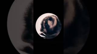 Curiosidades de los mapaches pedro mapache animals shorts viralvideo youtubeshorts [upl. by Rajiv]