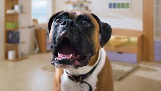 Funny Boxer Dog Talking Compilation [upl. by Ringler]