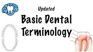 Basic Dental Terminology  UPDATED [upl. by Ahsitniuq820]