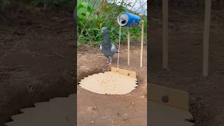 Really Beautiful Pigeon Trap In Forest youtubeshorts [upl. by Struve]