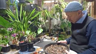 Variegated Monstera Repotting [upl. by Gianina]