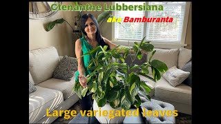 Ctenanthe Lubbersiana Bamburanta [upl. by Chuch15]