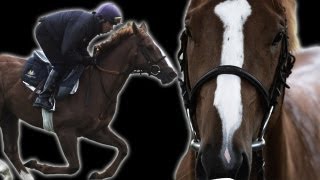 Amazing Slow Motion Horse Racing  Slo Mo 19  Earth Unplugged [upl. by Barbette]