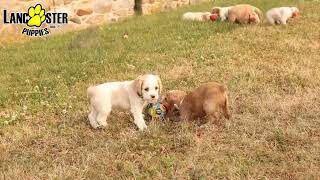 Adorable Cocker Spaniel Puppies [upl. by Carlin]