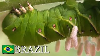 Parasitized caterpillar Manduca sp 🇧🇷 Brazil  v132 [upl. by Esertak]