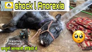 shock l Anorexia l😳ये क्या हो गया Drenching Pneumonia in Buffalo simtams [upl. by Ikoek4]