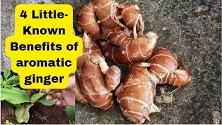 4 Benefits of Galangal for Body Health a legacy from our ancestors [upl. by Glass]