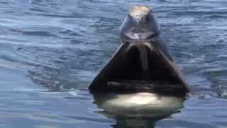 A Close Look Skim Feeding Right Whales [upl. by Anid28]