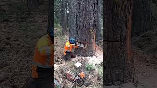 Removiendo arboles en lineas electricas en lake tahoe ca [upl. by Natanhoj]