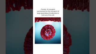 endocytosis and exocytosis shorts mbbs femalereproductivesystem pregnancy [upl. by Ahsimik]