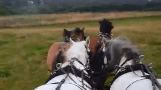 Carriage Driving a Four in Hand Team of Highland Ponies 14Sep14 [upl. by Olemrac]