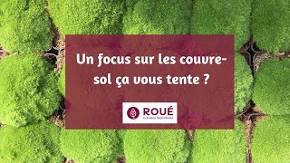 Focus sur les couvre sol de Roué Pépinières [upl. by Lou812]