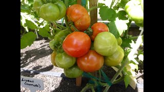 Rare Heirloom Tomatoes 16 Varieties [upl. by Breban922]