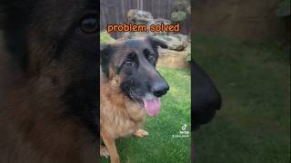 problem solved German Shepherd GSD puppy 😳🙃🐶new shorts ytshorts viral viralshorts [upl. by Farlee]