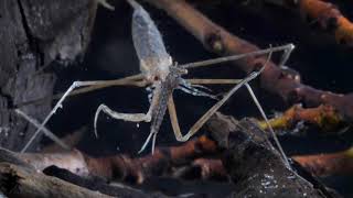 Water stick insect captured damselfly larva – 35 mmBotpoloska szitakötő lárvát zsákmányol [upl. by Levenson733]