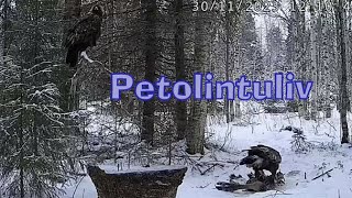 Karmisko dla orłów  dostawa  PETOLINTULIVE Finlandia  30 11 2023 [upl. by Awe258]