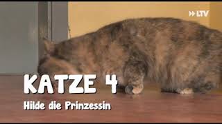 Katzen im Tierheim warten auf neue Besitzer  08112019 [upl. by Ayk]