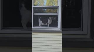 Maya the kitty dosbt want us to leave the house cat kitten cats [upl. by Yenroc]