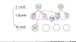 中学理科解説動画：遺伝の規則性３ [upl. by Jepson]