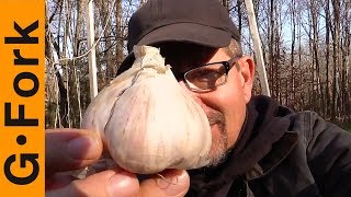 Planting Garlic Into Woodchips Does It Work [upl. by Mirabella]