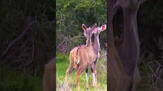 Kudu  Mokala South Africa shortsyoutube [upl. by Bowman]