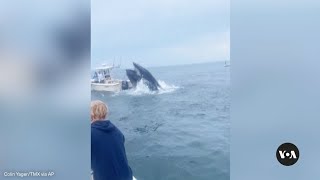 Whale surfaces capsizes fishing boat off New Hampshire coast VOA News [upl. by Jamin516]