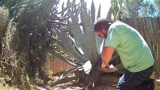 Blue Agave Trimming [upl. by Kellen599]