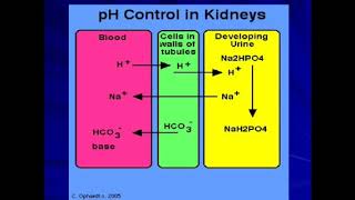 physiology Acidification of Urine 1st bsc [upl. by Lleze]