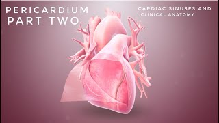 PERICARDIUM  Part2  Cardiac Sinuses  Clinical Anatomy of Pericardium [upl. by Alieka]