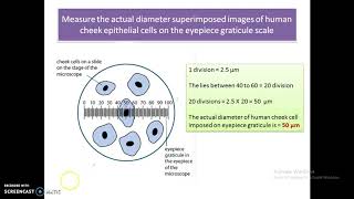 A level Biology  Eyepiece graticule [upl. by Aubrey]