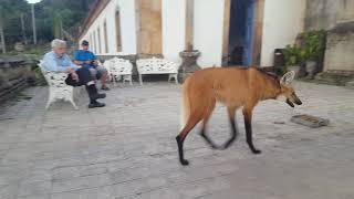 Maned wolf in Brazil [upl. by Odel948]