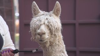 National Alpaca Show coming to Denver this weekend [upl. by Eledoya]