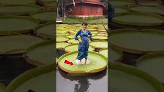 ☘️ This Plant Has The Biggest Leaf In The World Victoria Water Lily viralshorts​ [upl. by Evers]