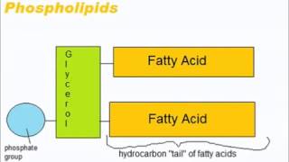 Lipids  A Level AS Biology Revision [upl. by Kassel208]