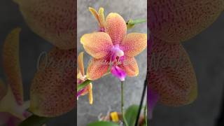 Phalaenopsis Bolgheri orchid orquideas орхидеи [upl. by Ibot]