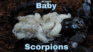 Baby Scorpions  Scorpion Giving Birth To Many Babies And Carring Baby On Her Backs [upl. by Eenrahc]