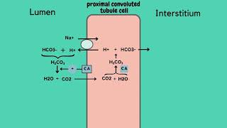 Carbonic Anhydrase Inhibitors Diuretics  Mechanism of Action pharmacology mechanismofaction [upl. by Kurland]