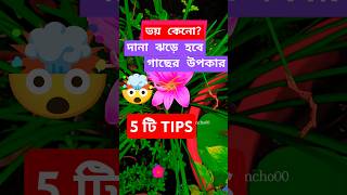 দানা ঝড়ে হবে গাছের উপকার5টি টিপস দানাDanagardenytshortsshortsplantcarebudgetterracegarden [upl. by Ioved]