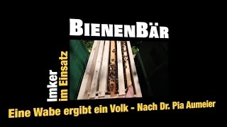 Eine Wabe ergibt ein Volk  Einwabenableger nach Dr Pia Aumeier  Teil 1  Folge 29 [upl. by Brotherson903]