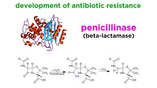 MethicillinResistant Staphylococcus aureus MRSA [upl. by Hulburt]