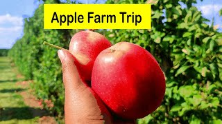 APPLE Farm  Apple PICKING  Apple Orchard  Toronto Canada [upl. by Ymaral]