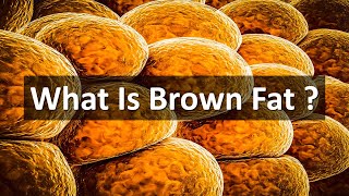 Brown fat  Brown adipose tissue in hindi [upl. by Notniuq498]