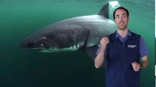 Fast Ocean Facts — Sharks Have Teeth On Their Skin [upl. by Serene740]