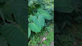 Colocasia esculenta  Araceae [upl. by Selrhc]